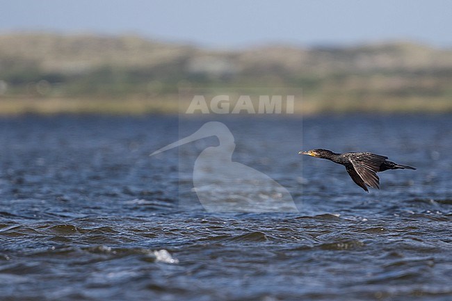 Common Great Cormorant - Kormoran - Phalacrocorax carbo ssp. sinensis, Germany stock-image by Agami/Ralph Martin,