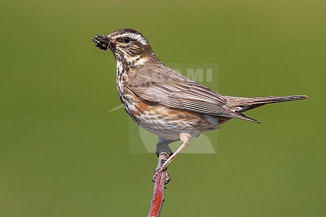 Adult Icelandic Redwing (Turdus iliacus coburni) on Iceland. Perched on a branch. stock-image by Agami/Daniele Occhiato,