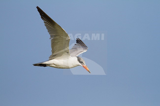 Reuzenstern; Caspian Tern; Sterna caspia, Oman, adult stock-image by Agami/Ralph Martin,