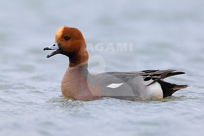 Roeoend mannetje Smient; Calling male Eurasian Wigeon stock-image by Agami/Daniele Occhiato,