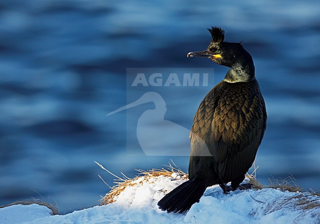 Kuifaalscholver in de sneeuw; European Shag in snow stock-image by Agami/Markus Varesvuo,