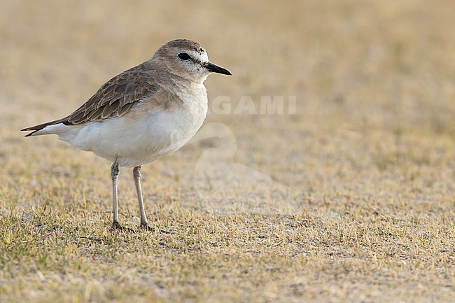 Mountain Plover (Charadrius montanus) in North-America. stock-image by Agami/Dubi Shapiro,