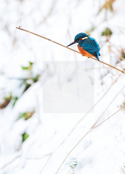 Common Kingfisher (Alcedo atthis) sitting on a reed stem along a small bit of open water during a cold winter at Lentevreugd, Wassenaar, in the Netherlands. stock-image by Agami/Marc Guyt,