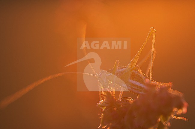 Oostelijke Struiksprinkhaan bij zonsopkomst, Striped Bush-Cricket at sunrise stock-image by Agami/Rob de Jong,