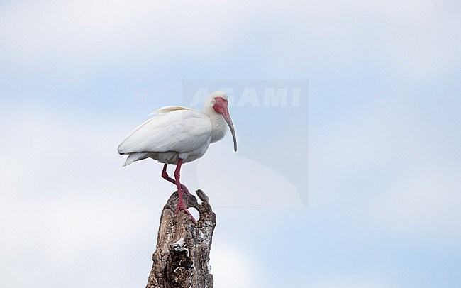 American White Ibis (Eudocimus albus), perched in tree in Florida, USA stock-image by Agami/Helge Sorensen,