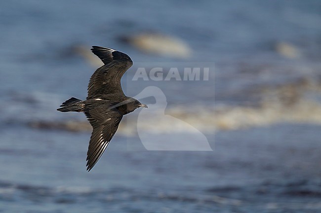 Pomarine Skua, Stercorarius pomarinus, juvenile at Halland, Sweden stock-image by Agami/Helge Sorensen,