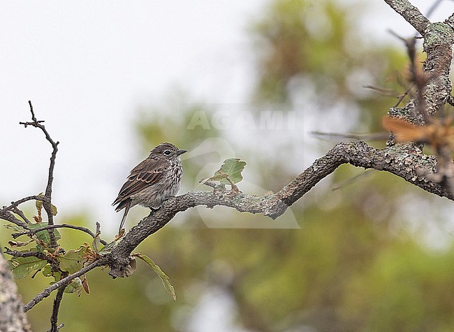Böhm's Flycatcher (Bradornis boehmi) in Angola. Its natural habitat is subtropical or tropical dry forests (e.g. the miombo woodlands). stock-image by Agami/Pete Morris,