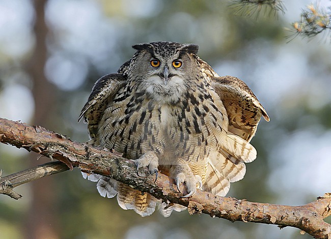 Oehoe; Eagle Owl; Bubo bubo stock-image by Agami/Dick Forsman,