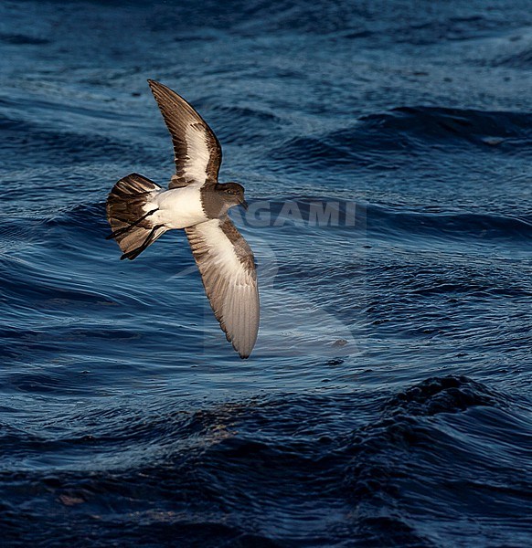 Inaccessible White-bellied Storm-Petrel (Fregetta grallaria leucogaster) in the Southern Atlantic Ocean, around the Tristan da Cunha and Gough islands. Most probably this species. stock-image by Agami/Marc Guyt,