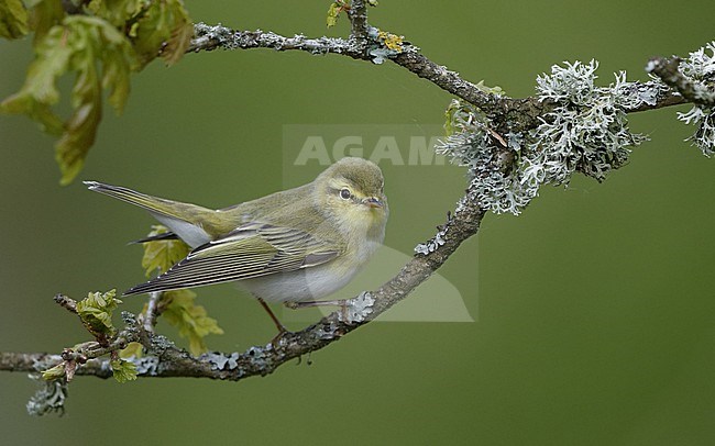 Wood Warbler (Phylloscopus sibilatrix) perched on a branch at North Zealand, Denmark stock-image by Agami/Helge Sorensen,