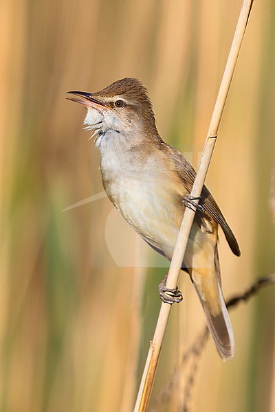 Great Reed Warbler (Acrocephalus arundinaceus), adult perched on a reed, Campania, Italy stock-image by Agami/Saverio Gatto,