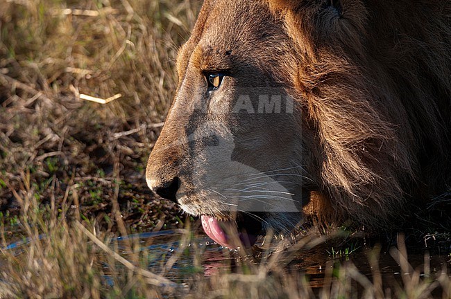 Close up of a male lion, Panthera leo, drinking. Chief Island, Moremi Game Reserve, Okavango Delta, Botswana. stock-image by Agami/Sergio Pitamitz,