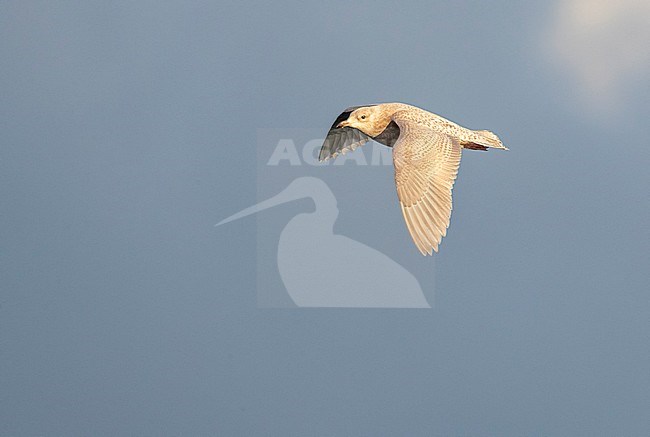 Wintering second calendar year Iceland Gull (Larus glaucoides) flying over arctic harbour in Varangerfjord, northern Norway. stock-image by Agami/Marc Guyt,