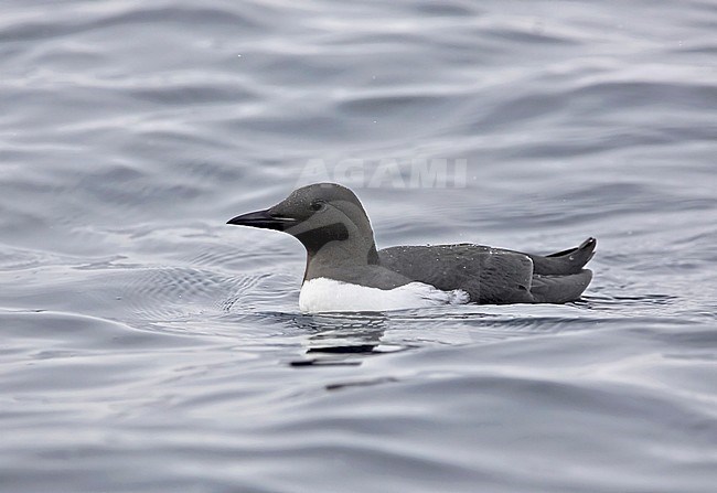 Common Guillemot (Uria aalge) with rare bill stripe
Norway, Barents Sea, April stock-image by Agami/Tomi Muukkonen,