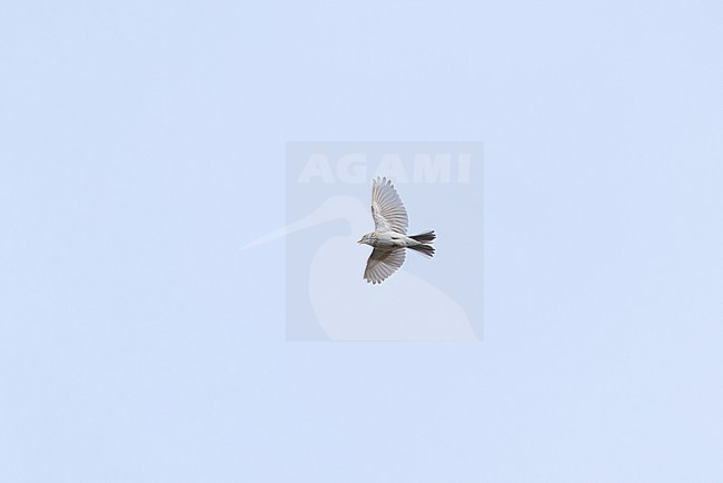 Asian Short-toed Lark (Alaudala cheleensis) doing song flight above mongolian steppe, found in Choibalsan in Dornod Aimag in Mongolia stock-image by Agami/Mathias Putze,