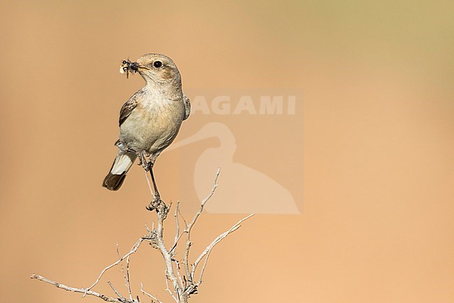 Finsch's Wheatear (Oenanthe finschii) adult female perched on a branch with food stock-image by Agami/Ralph Martin,