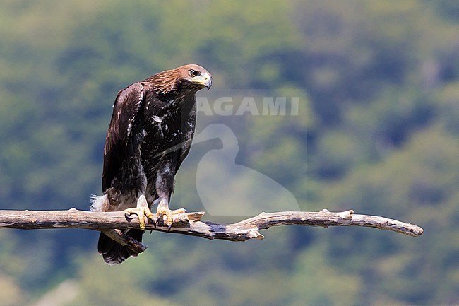 Golden Eagle (Aquila chrysaetos), juvenile perched on a dead branch stock-image by Agami/Saverio Gatto,