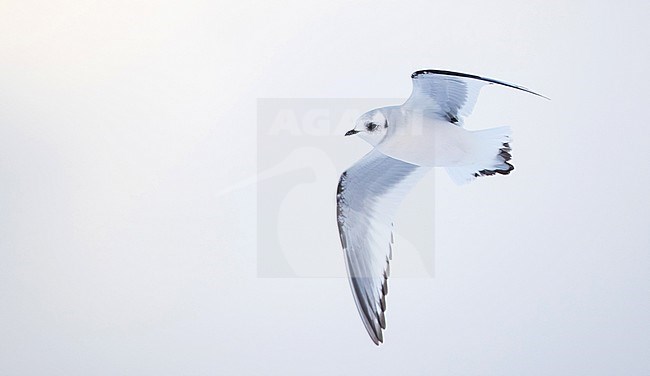 First-winter Ross's Gull (Rhodostethia rosea) in flight over Tupper Lake in New York state in the United States during winter. stock-image by Agami/Ian Davies,