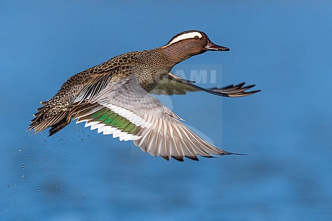 Adult male Garganey (Anas querquedula) during spring migration on a lake in Italy. stock-image by Agami/Daniele Occhiato,