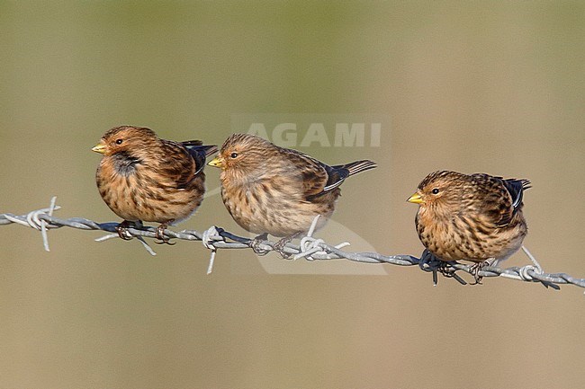 Three British Twites (Carduelis flavirostris pipilans), Blakeney Fresh Marsh, Norfolk, England. Perched on barbed wire. stock-image by Agami/Steve Gantlett,