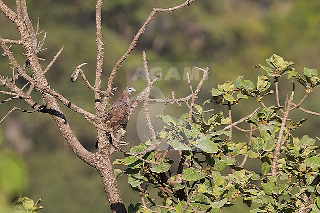 Crested Honey-Buzzard - Schopfwespenbussard - Pernis ptilorhyncus, Oman, adult male stock-image by Agami/Ralph Martin,