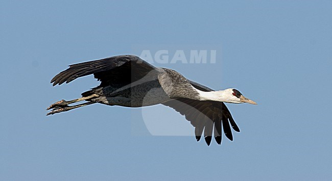 Hooded Crane flying; Monnikskraanvogel vliegend stock-image by Agami/Roy de Haas,