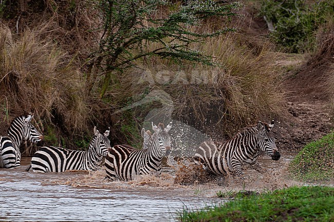 Plains zebras, Equus quagga, running in a  waterhole. stock-image by Agami/Sergio Pitamitz,