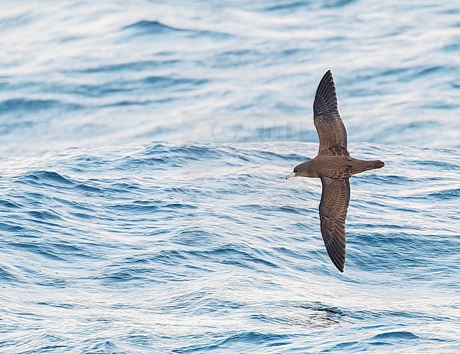 Flesh-footed shearwater (Ardenna carneipes) at sea north of New Zealand. stock-image by Agami/Marc Guyt,