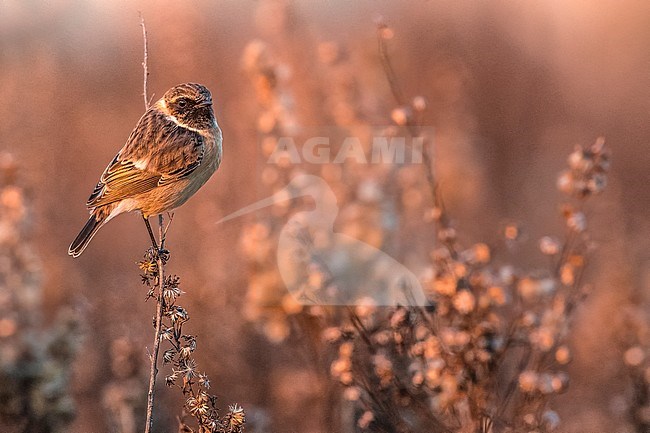 Wintering male European Stonechat (Saxicola rubicola) in Italy. stock-image by Agami/Daniele Occhiato,