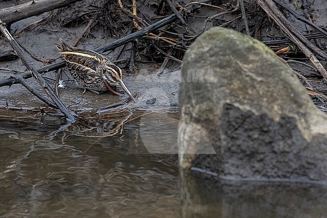Jack Snipe (Lymnocryptes minimus) sitting along a river in Antwerp, Belgium. stock-image by Agami/Vincent Legrand,