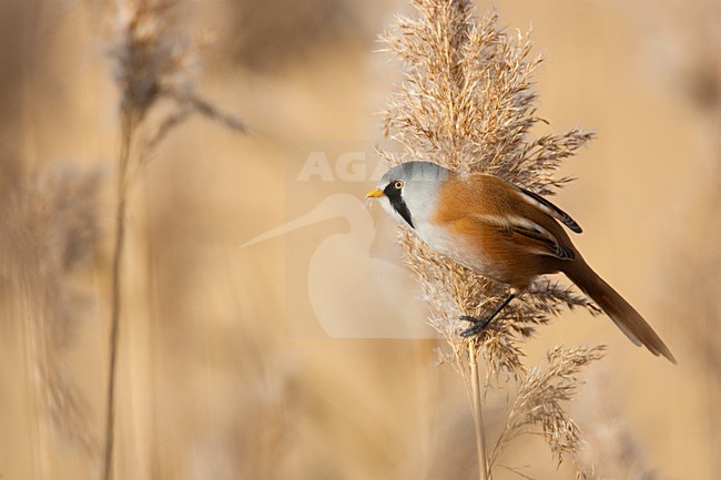 Mannetje Baardman foeragerend in rietpluim; Male Bearded Reedling foraging in reed stock-image by Agami/Menno van Duijn,