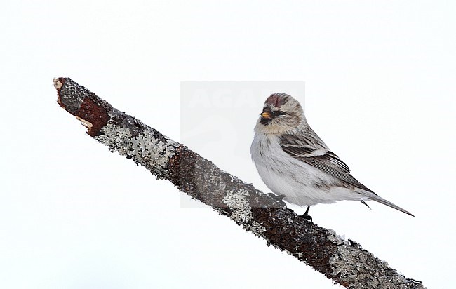 Wintering Arctic Redpoll (Acanthis hornemanni exilipes) at Kaamanen near Ivalo in northern Finland. stock-image by Agami/Helge Sorensen,