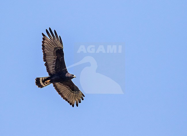 Flying adult Zone-tailed Hawk, Buteo albonotatus, in Mexico. stock-image by Agami/Pete Morris,