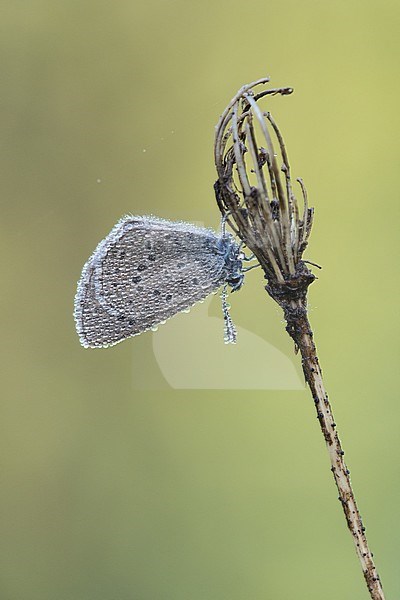 Dew covered Mountain Alcon Blue (Phengaris rebeli), imago resting on small plant in Mercantour in France. stock-image by Agami/Iolente Navarro,