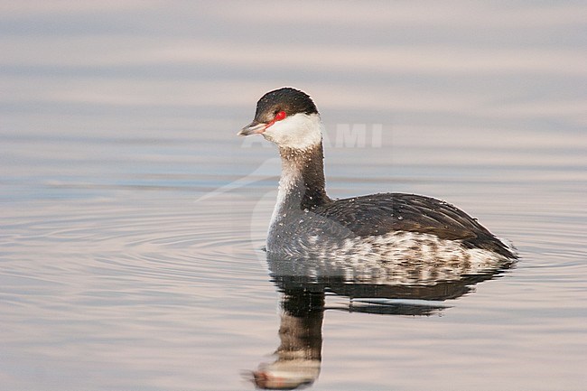 Horned Grebe, Podiceps auritus in winter plumage on lake with reflection in the water. Grebe seen from the side in late  winter light. stock-image by Agami/Menno van Duijn,