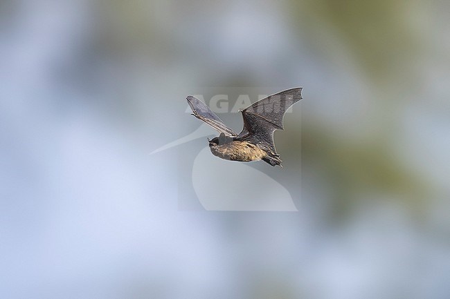 Common Pipistrelle (Pipistrellus pipistrellus) flying over Domaine des Silex, Brussels, Brabant, Belgium. stock-image by Agami/Vincent Legrand,