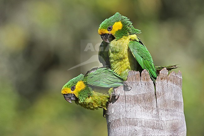 Two Yellow-eared Parrot (Ognorhynchus icterotis) interacting on a dead wax palm at Tolima, Colombia. IUCN Status Vulnerable. stock-image by Agami/Tom Friedel,