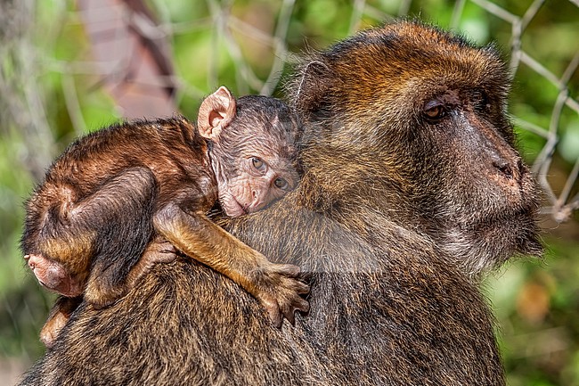 Juvenile on back of its mother Barbary Macaque (Macaca sylvanus) into Pic des singes at Cap Cabron, near Bejaja, Algeria. stock-image by Agami/Vincent Legrand,