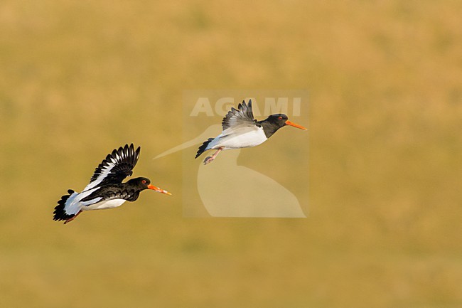 Scholeksters in de vlucht, Eurasian Oystercatchers in flight stock-image by Agami/Hans Germeraad,