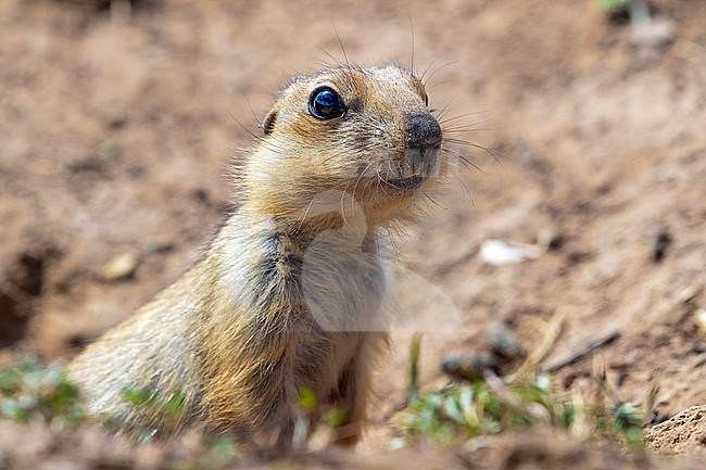 Probably immature Yellow Souslik (Spermophilus fulvus) sitting on the steppe ground in Kazakh Steppe of Western Kazakhstan. stock-image by Agami/Vincent Legrand,