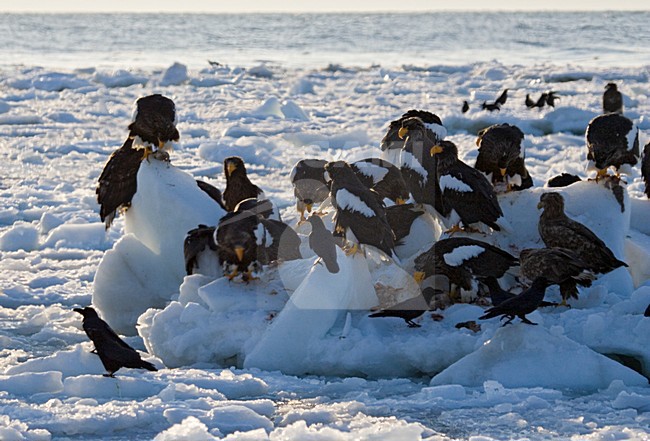 Steller Zeearend in de winter; Steller\'s Sea-eagle in winter stock-image by Agami/Marc Guyt,