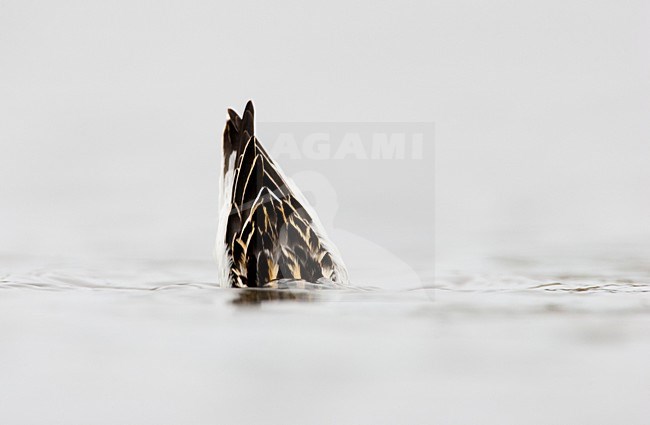 Eerste winter Grauwe Franjepoot; First winter Red-necked Phalarope stock-image by Agami/Menno van Duijn,