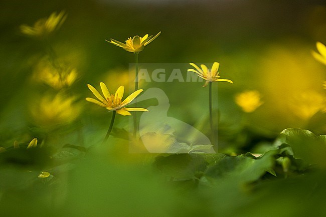 Lesser Celandine flowers stock-image by Agami/Wil Leurs,