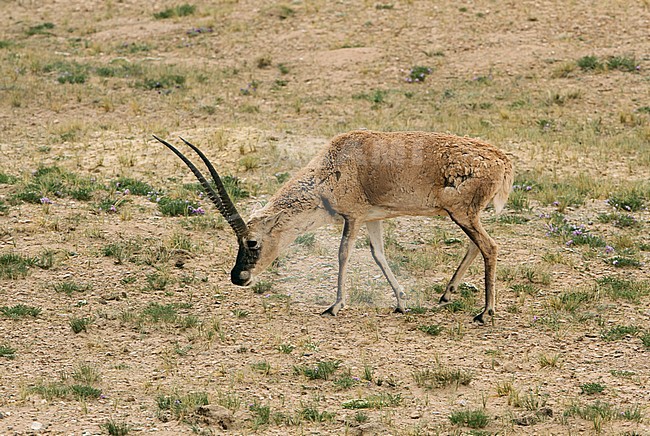 Tibetan antelope or chiru (Pantholops hodgsonii) grazing on the Tibetan Plateau stock-image by Agami/James Eaton,