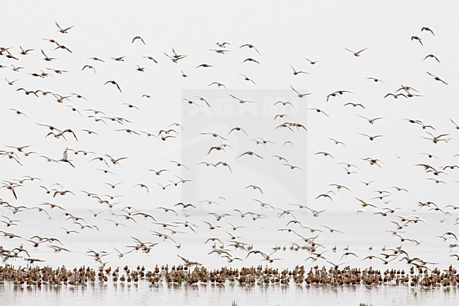 Vogels over de Waddenzee, Birds at the Waddensea stock-image by Agami/Menno van Duijn,