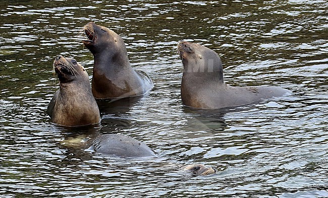 A bunch of Southern Sea Lions in shallow water stock-image by Agami/Jacques van der Neut,