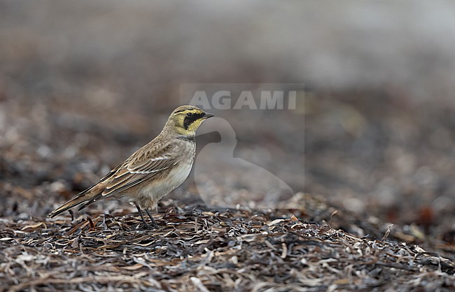 Horned Lark (Eremophila alpestris ssp.flava) walking on beach at Vedbæk, Denmark stock-image by Agami/Helge Sorensen,