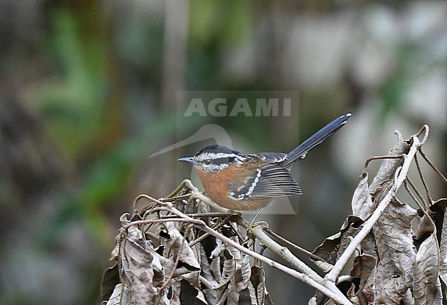 Bertoni's Antbird, Drymophila rubricollis, in Brazil. stock-image by Agami/Laurens Steijn,