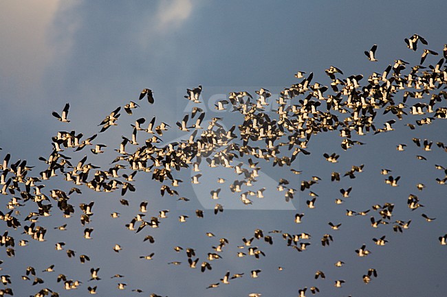 Northern Lapwing flock flying; Kievit groep vliegend stock-image by Agami/Marc Guyt,