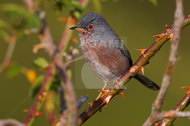 Provencaalse Grasmus zittend; Dartford Warbler perched stock-image by Agami/Daniele Occhiato,